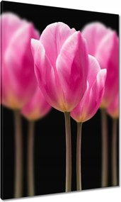 Vászonkép 70x100 Tulipánok Virágok