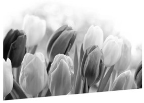 Bimbózó tulipánok fekete-fehér képe (90x60 cm)