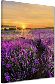 Vászonkép 30x40 Levendula naplemente
