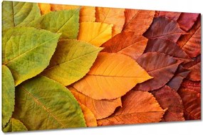Vászonkép 120x70 Őszi színes levelek Levelek az ősz színeiben
