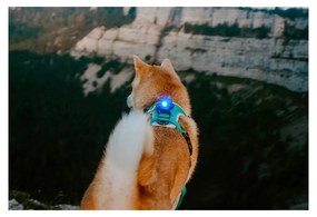 LED fény nyakörvre Blue - Orbiloc