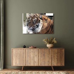 Tigris képe (90x60 cm)