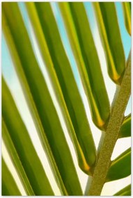 Poszterek 80x120 Pálmalevél Levél