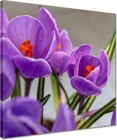 Vászonkép 40x40 Krokus Virágok