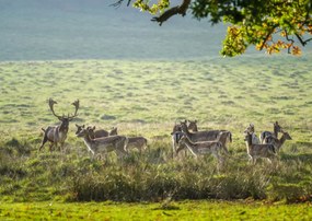 Poszter 42x29,7cm Csorda, Assaf Frank