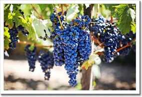 Poszterek keretben 60x40 Bor Szőlő Pincészet