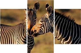 Kép - Két zebra (90x60 cm)