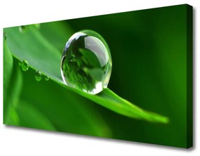 Vászonkép Plant Leaf Water Drops 120x60 cm