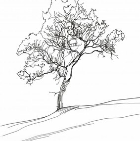 Poszter 70x70cm Fa vázlatban