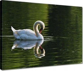 Vászonkép 40x30 Hattyú