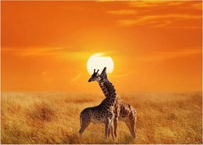 Kép - Zsiráfok a Serengeti Nemzeti Parkban (70x50 cm)