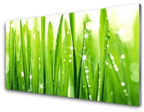 Akrilkép Grass Nature Plant 100x50 cm 2 fogas