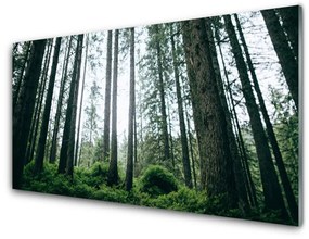 Üvegkép falra Természet Erdei fák 100x50 cm