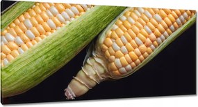 Vászonkép 115x55 Két kukoricacsutka