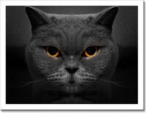 Poszterek keretben 40x30 Méltóságteljes macska