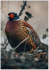 Poszterek 70x100 Fácán a természetben Madarak