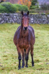 Poszter 61x91,5cm Ló a mezőn, Assaf Frank