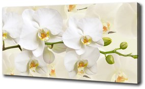 Vászonkép nyomtatás Orchidea oc-123330197