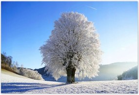 Poszterek 200x135 Téli fa fotó