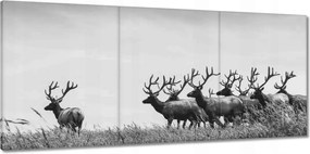 Vászonkép 150x70 Szarvascsorda Felszarvazott