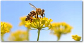 Fotó üvegkép Méh a virágon 140x70