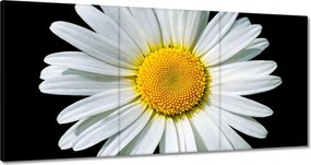 Vászonkép 180x90 Virágzó fehér margaréta