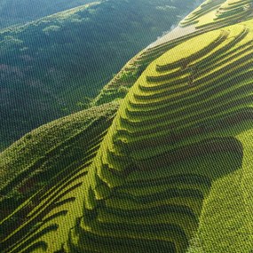 Kép - Rice Terraces koncert (70x50 cm)