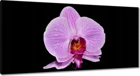 Vászonkép 115x55 Lila orchidea