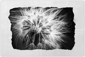 Poszterek 60x40 Pitypang Virág Virágok