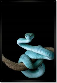Poszter keretben 40x60 Kék vipera kígyó