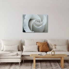 Kép - Fehér rózsa (üvegen) (70x50 cm)