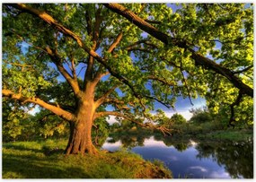 Poszterek 100x70 Tölgy a croissant-ban Nyugat
