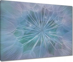 Vászonkép 80x60 Pitypang Virág Virágok