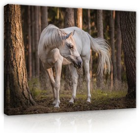 Vászonkép, Fehér ló az erdőben, 60x40 cm méretben