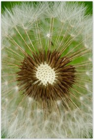 Plakátok 80x120 Gyermekláncfű virágok