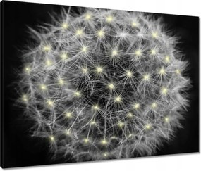 Vászonkép 80x60 Pitypang Virág Virágok