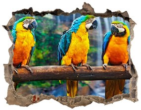 3d-s lyuk vizuális effektusok matrica Papagájok, elágazik nd-k-73798954