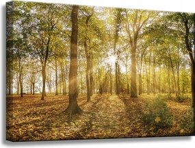 Vászonkép Nap a fák között az erdőben 60x40 cm Ideális ajándék