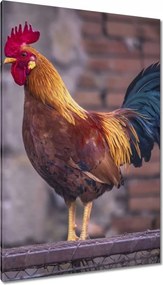 Vászonkép 80x120 Kakas Egy igazi harcos