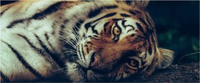 Kép - Szibériai tigris (120x50 cm)