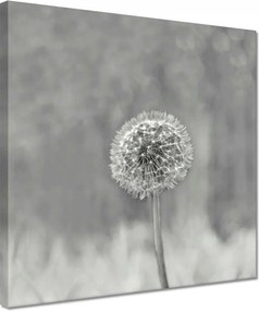 Vászonkép 30x30 Pitypang