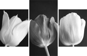 Kép - fekete-fehér tulipán virág (90x60 cm)