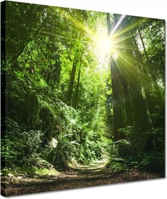 Vászonkép 30x30 Varázslatos erdő Tájkép