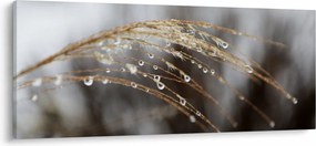 Cseppkép egy növényen (120x50 cm)