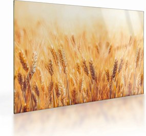 Kép - mező gabonával (üvegen) (70x50 cm)