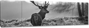 Vászonkép 170x50 Szarvas a rikkancson