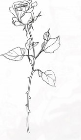 Poszter 67,5x100cm Rózsa kontúr