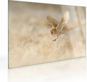 Kép - Bagoly (üvegen) (70x50 cm)
