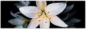 Poszterek 200x66 Fehér liliom csokor Virág