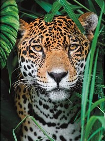 Állatos Jaguar 500 db-os puzzle Clementoni